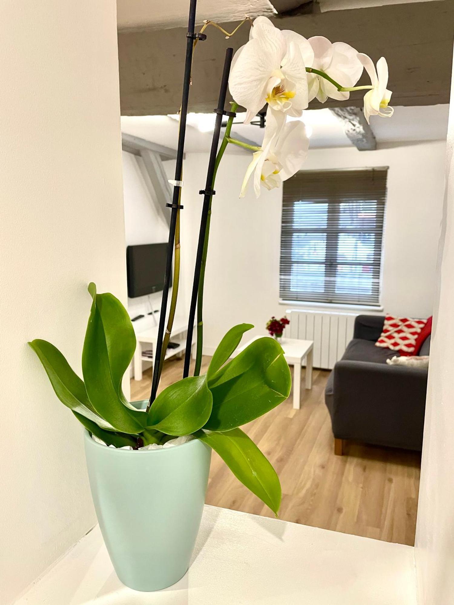 Strasbourg Magnifique Appartement Centre Ville Petite France Εξωτερικό φωτογραφία